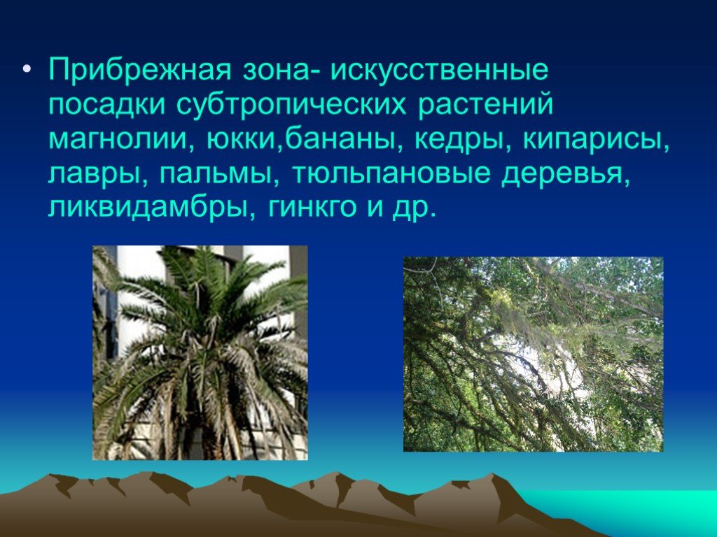 Растения характерные для субтропических лесов. Растения субтропиков Сочи. Природная зона субтропики растительный мир. Растительный мир субтропиков Черноморского побережья. Растения в субтропических лесах.