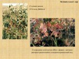 Смородина золотистая (Ribes aureum) - активно распространяющийся североамериканский вид. Степная вишня (Cerasus fruticosa)