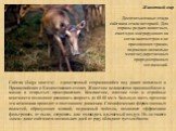 Сайгак (Saiga tatarica) – единственный сохранившийся вид диких копытных в Прикаспийских и Казахстанских степях. Животное великолепно приспособлено к жизни в открытых пространствах. Компактное, плотное тело и стройные конечности позволяют развивать скорость до 60-80 км/ч. Большую часть времени эти ко