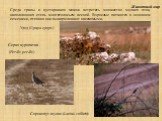 Среди травы и кустарников можно встретить множество мелких птиц, наполняющих степь многоголосьем весной. Взрослые питаются в основном семенами, птенцов они выкармливают насекомыми. Сорокопут-жулан (Lanius collurio). Серая куропатка (Perdix perdix). Удод (Upupa epops)