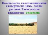 Но есть места, где вода поднимается к поверхности. Здесь - обилие растений. Такие участки называются оазисами.