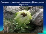 Соссюрея - растение, занесенное в Красную книгу Киргизии