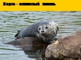 Ларга – пятнистый тюлень