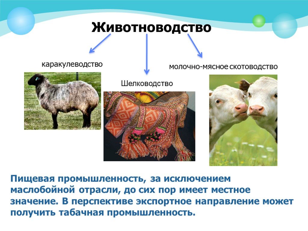 Какие направления имеет скотоводство 3. Животноводство в Узбекистане. Животноводство мясо-молочного направления. Мясное животноводство (скотоводство). Мясо-молочное скотоводство.