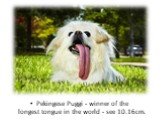 Pekingese Puggi - winner of the longest tongue in the world - see 10.16cm.
