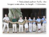 Reticulated python Fluffy - the longest snake alive. Its length - 7.32meters.