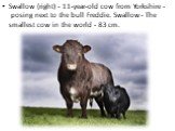 Swallow (right) - 11-year-old cow from Yorkshire - posing next to the bull Freddie. Swallow - The smallest cow in the world - 83 cm.