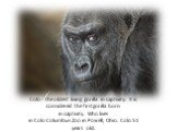Colo - the oldest living gorilla in captivity. It is considered the firstgorilla born in captivity. Who lives in Colo Columbus Zoo in Powell, Ohio. Colo 51 years old.