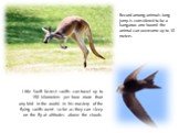 Record among animals long jump is considered to be a kangaroo -one bound the animal can overcome up to 10 meters. Little Swift fastest swifts can travel up to 150 kilometers per hour -more than any bird in the world. In his mastery of the flying swifts went so far as they can sleep on the fly at alt