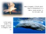 Falcon longevity of birds, according to the literature, is a falcon, which can live to be 162 years old. In the sperm whale is the longest intestine. Its length is 160 m.