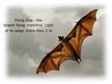 Flying Dog - the largest flying mammal. Span of its wings more than 2 m