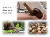 Snails can sleep up to three years.