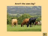 Aren’t the cows big?