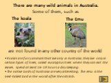 The Emu. Koalas are furry animals that live only in Australia, they live only in certain types of trees, called eucalyptus trees where they can eat the leaves. spend at least 16-18 hours a day sleeping. The native birds of Australia are very interesting. The emu is the next-tallest bird in the world