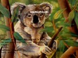 Marsupials are mammals that give birth to young which are in an immature state. The main groups of the 180 species of marsupials are: Kangaroos. Possums. Carnivorous Marsupials. Koalas, Wombats, MARSUPIALS.