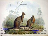 The kangaroo is unique to Australia is our largest marsupial (animals that carry and nurse their young). The kangaroo actually appears on our coat of arms making it our most easily recognized mammal. A baby kangaroo is called a joey. Joeys are raised in their mother's pouch, suckling from the teats 