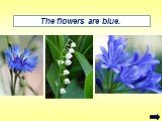 The flowers are blue.