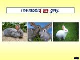 The rabbits are grey.