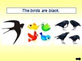 The birds are black.