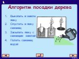 Алгоритм посадки дерева. Выкопать в земле ямку Опустить в ямку саженец Засыпать ямку с саженцем землей Полить саженец водой