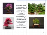 Искусство бонсаи — выращивание в цветочном горшке миниатюрного аналога большого дерева, сохраняющего естественность и пропорции. При создании бонсаи растение изменяет свою внешнюю форму, приспосабливаясь к новым условиям.