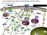 Схема внутриклеточного переноса сигнала іинсулина в клетках-мишени (www.cellsignal.com,2012). Глюкоа Инсулин