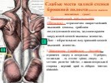 1. Поясничный треугольник (Петитов) - ограничен широчайшей мышцей спины, гребнем подвздошной кости, задним краем наружной косой мышцы живота. Дно - образовано внутренней косой мышцей живота. 2. Промежуток Грюнфельда – Лесгафта – ограничен сверху и латерально – 12 ребром, медиально – m. erector spina