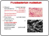 Fusobacterium nucleatum. Имеет токсические метаболиты – бутират, пропионат, ионы аммония – подавляют пролиферацию фибробластов Высокая адгезивная активность Участвуют в кооаггрегации (межродовой), поддерживая колонизацию десневой борозды