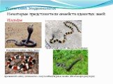 Некоторые представители семейств ядовитых змей: Elapidae. Индийская кобра (Naja Naja). Ленточный крайт (Bungarus fasciatus). Аризонский аспид (micruroides euryxanthus). Черная мамба (Dendroaspis polylepis)
