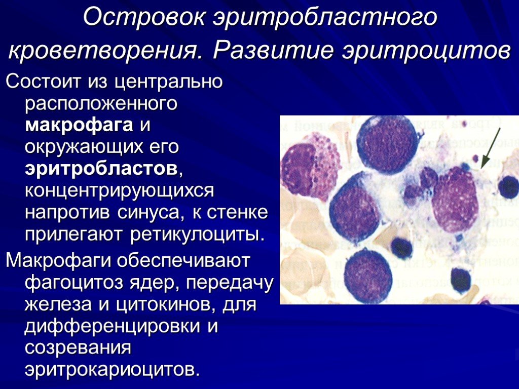 Макрофаги фагоцитоз. Островки кроветворения. Фагоцитирует эритроциты. Макрофаги в крови. Макрофаги обеспечивают фагоцитоз.
