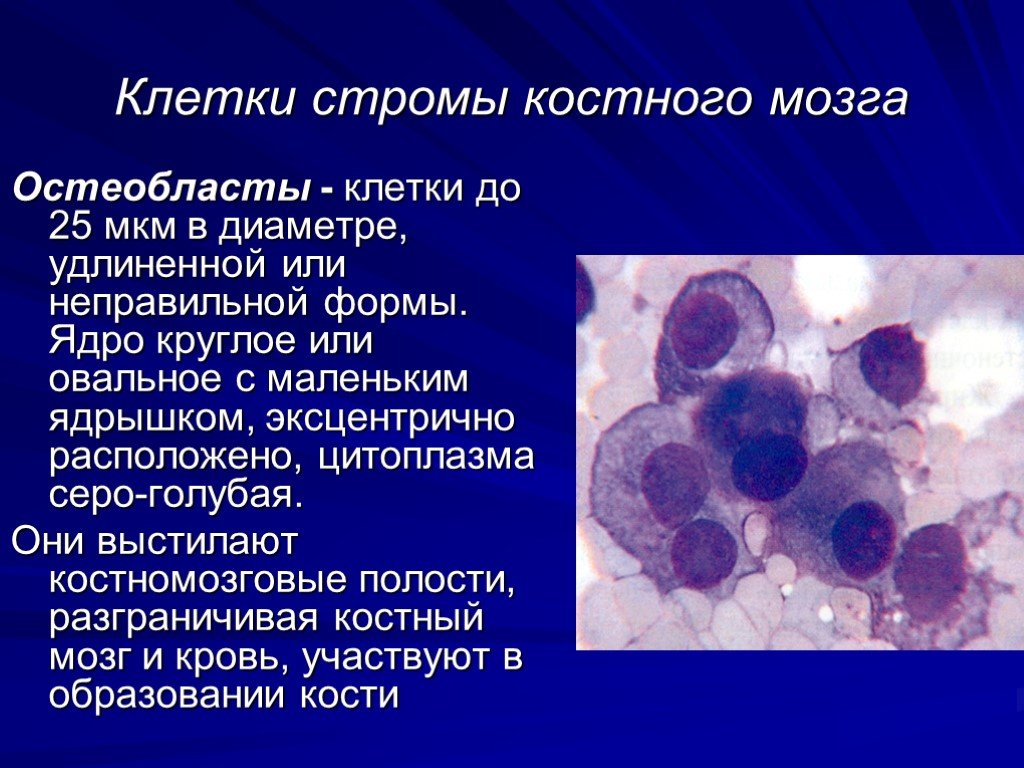 Клетки костного мозга. Клетки стромы костного мозга. Строма красного костного мозга. Стромальные элементы красного костного мозга. Ретикулярные клетки костного мозга.