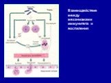 Взаимодействие между механизмами иммунитета и воспаления