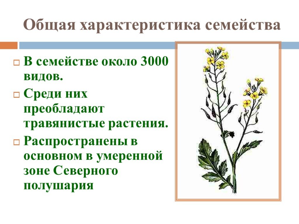 Крестоцветные отдел класс семейство. Цветок крестоцветных растений. Семейство капустные общая характеристика. Капустные растения крестоцветные характеристика.