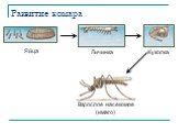 Развитие комара