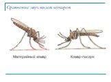 Сравнение двух видов комаров. Комар-пискун