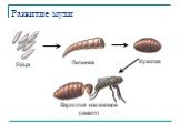 Развитие мухи Яйца Личинка Куколка. Взрослое насекомое (имаго)