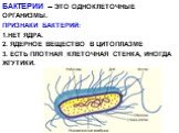 БАКТЕРИИ – ЭТО ОДНОКЛЕТОЧНЫЕ ОРГАНИЗМЫ. ПРИЗНАКИ БАКТЕРИЙ: НЕТ ЯДРА. ЯДЕРНОЕ ВЕЩЕСТВО В ЦИТОПЛАЗМЕ ЕСТЬ ПЛОТНАЯ КЛЕТОЧНАЯ СТЕНКА, ИНОГДА ЖГУТИКИ.