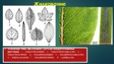 Жилкование. Основные типы жилкования листьев покрытосеменных растений : 1 – перистокраевое; 2 – перистопетлевидное; 3 – перистосетчатое; 4 – пальчатокраевое; 5 – пальчатопетлевидное; 6 – параллельное; 7 – пальчатосетчатое; 8 – дуговидное.