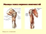 Мышцы пояса верхних конечностей