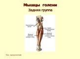 Мышечная система человека Слайд: 33