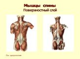 Мышечная система человека Слайд: 43
