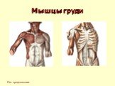 Мышечная система человека Слайд: 45