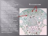 Наиболее характерную особенность колленхимы составляет структура первичных клеточных оболочек. Кроме целлюлозы они содержат большое количество пектина и гемицеллюлозы, но в них нет лигнина. Поскольку пектиновые вещества гидрофильны, оболочки клеток колленхимы богаты водой. Поэтому на срезах оболочки