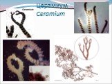 Церамиум Ceramium