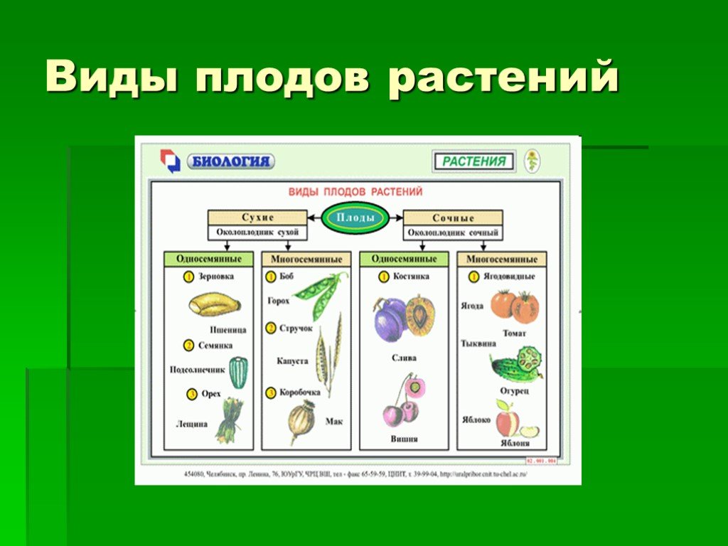 Биологии 5 класс какие темы. Типы плодов у цветковых растений. Типы плодов растений таблица. Классификация плодов покрытосеменных. Тип плода у цветковых.