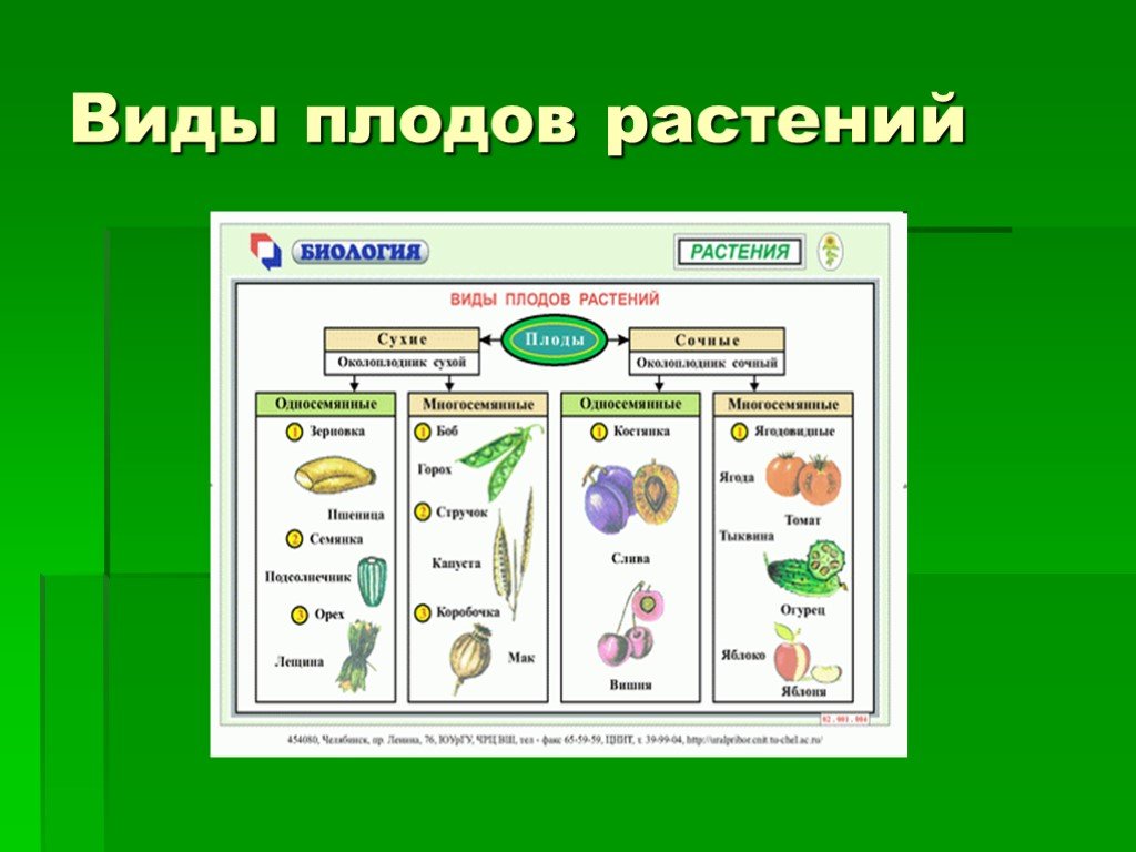 Виды плодов. Типы плодов покрытосеменных растений. Вид плода растений. Тип плода у растений. Плод растения виды плодов.