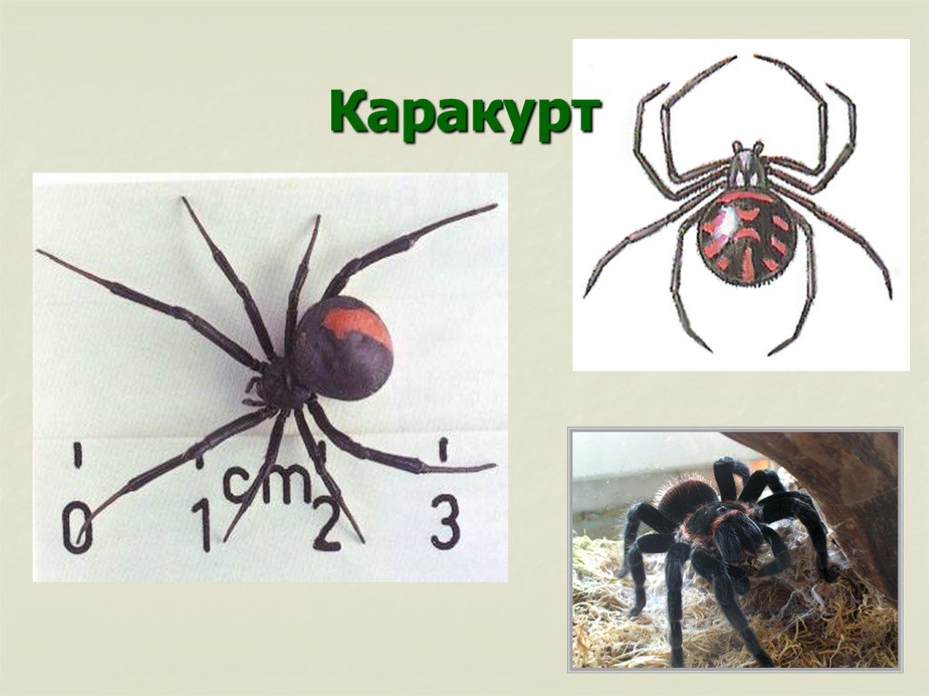 Тарантул рисунок биология