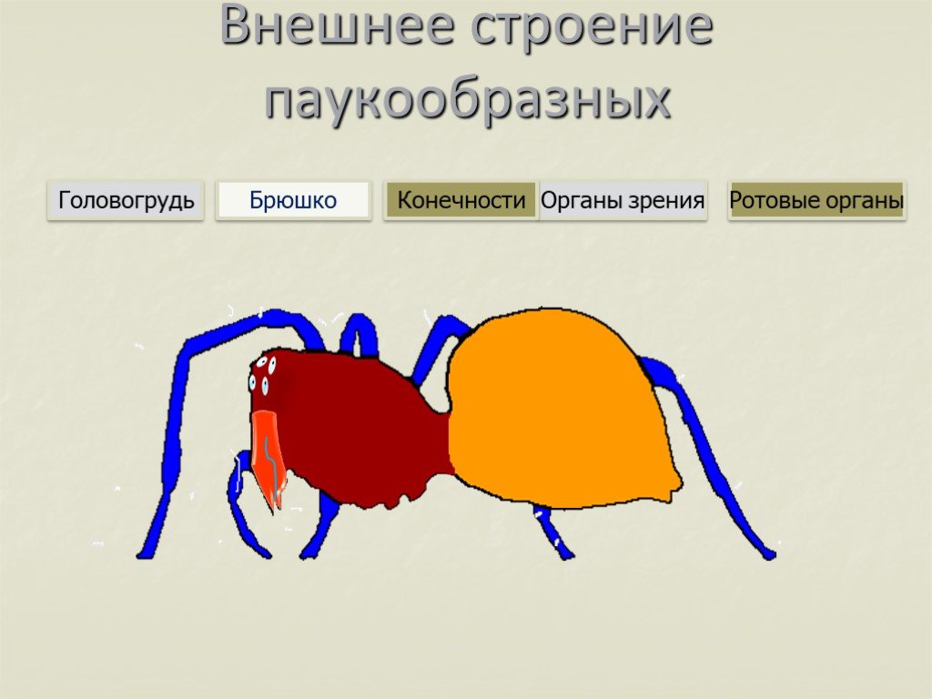 Паукообразные брюшко. Внешнее строение паукообразных. Головогрудь у паукообразных. Внешнее строение внешнее строение паукообразных. Внешнее строение паука.