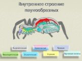 Внутреннее строение паукообразных. Выделительная Кровеносная Половая Нервная Дыхательная Пищеварительная Паутинная железа