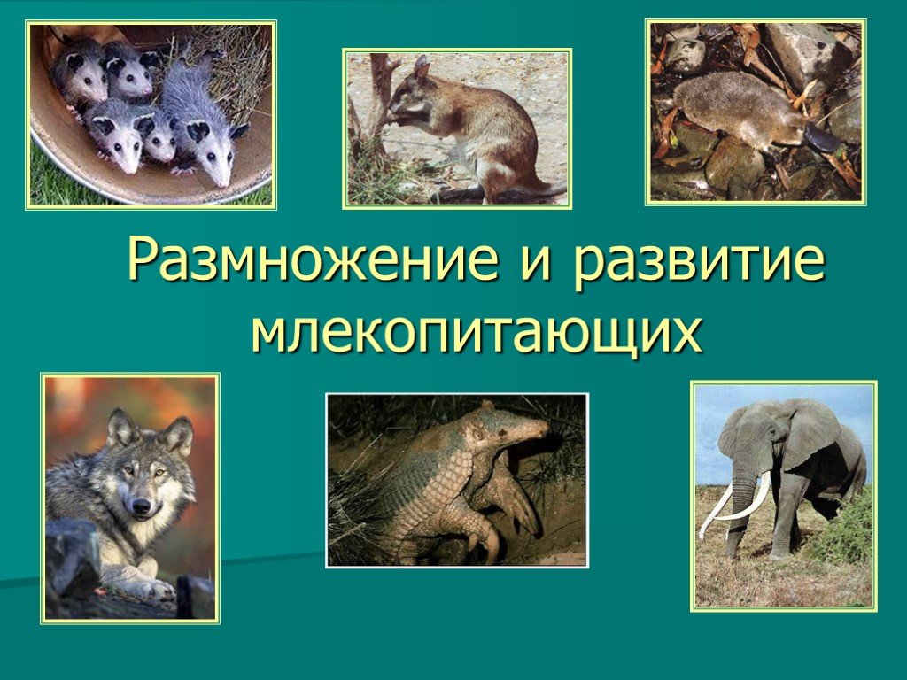 Докажите преимущества размножения млекопитающих по сравнению. Размножение и развитие млекопитающих. Млекопитающие размнож. Развитие млекопитающих схема. Развитие детенышей млекопитающих.